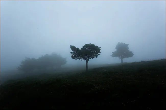 Eine stimmungsvolle Aufnahme von Bäumen im Nebel.