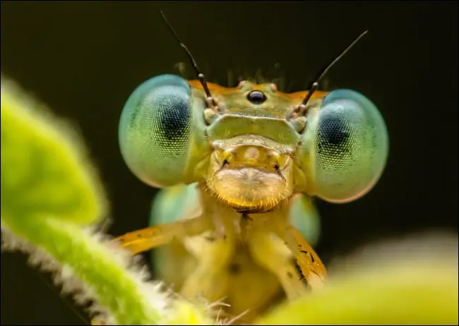 O fotografie macro a unei insecte.