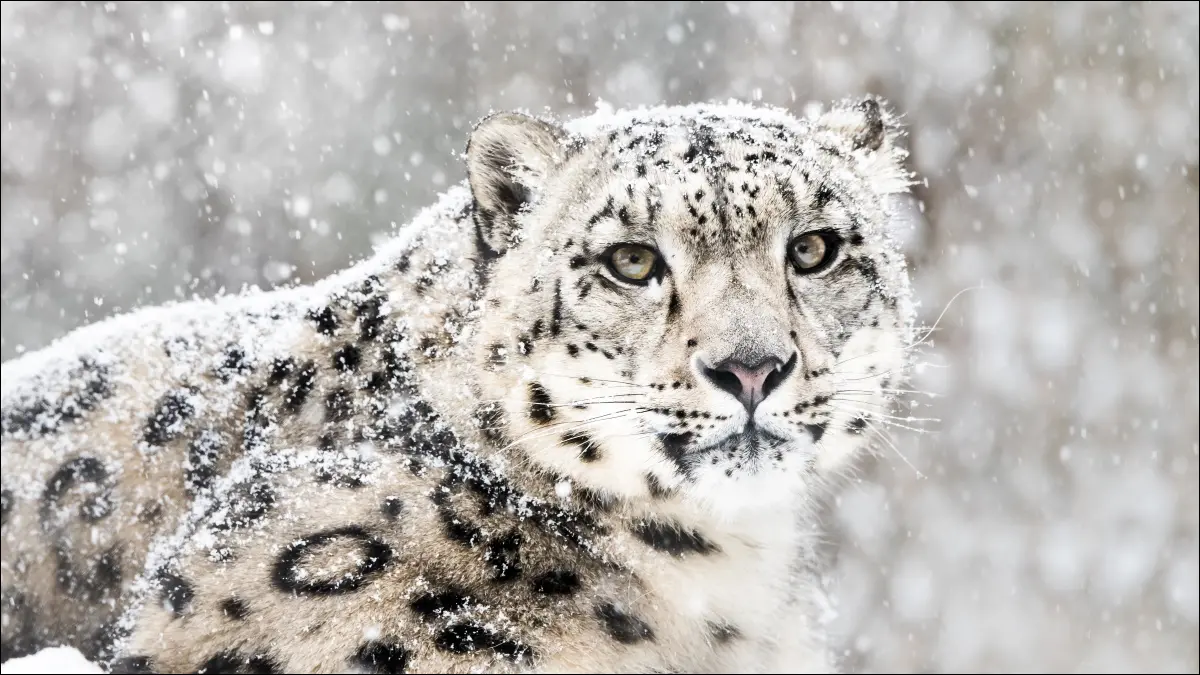 Un léopard des neiges, qui était la mascotte de Mac OS X 10.6.