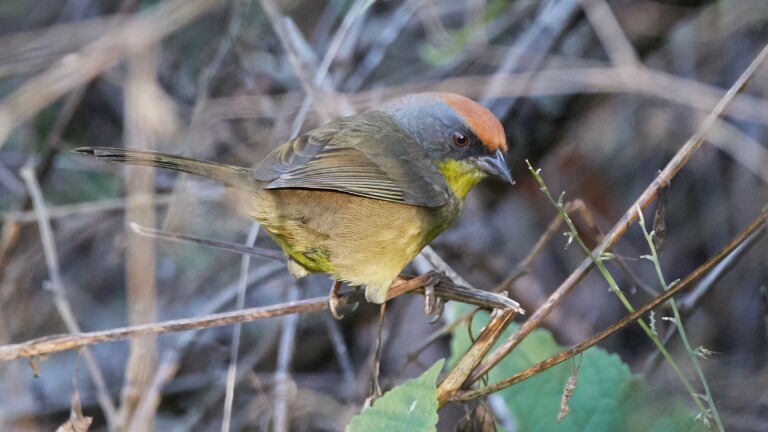 鳥の目が鋭いことを確認してください