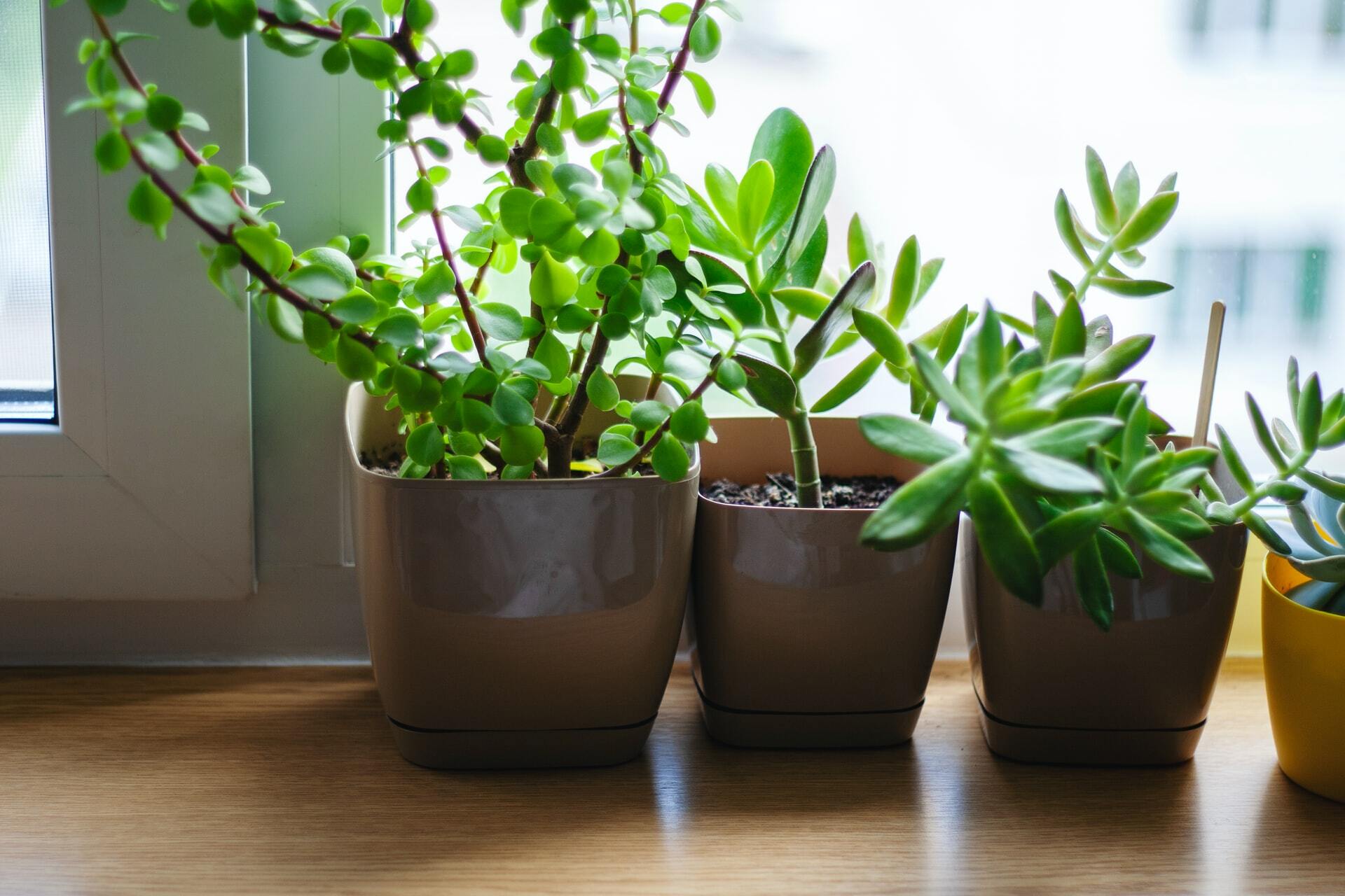 Plantas que revestem o peitoril da janela