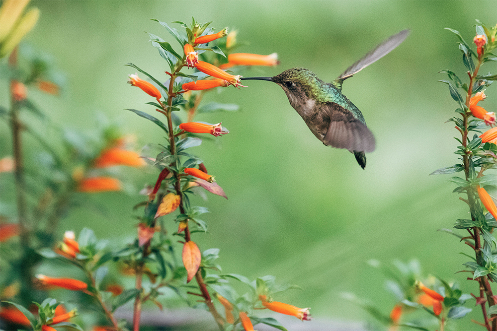 Kolibri im Flug