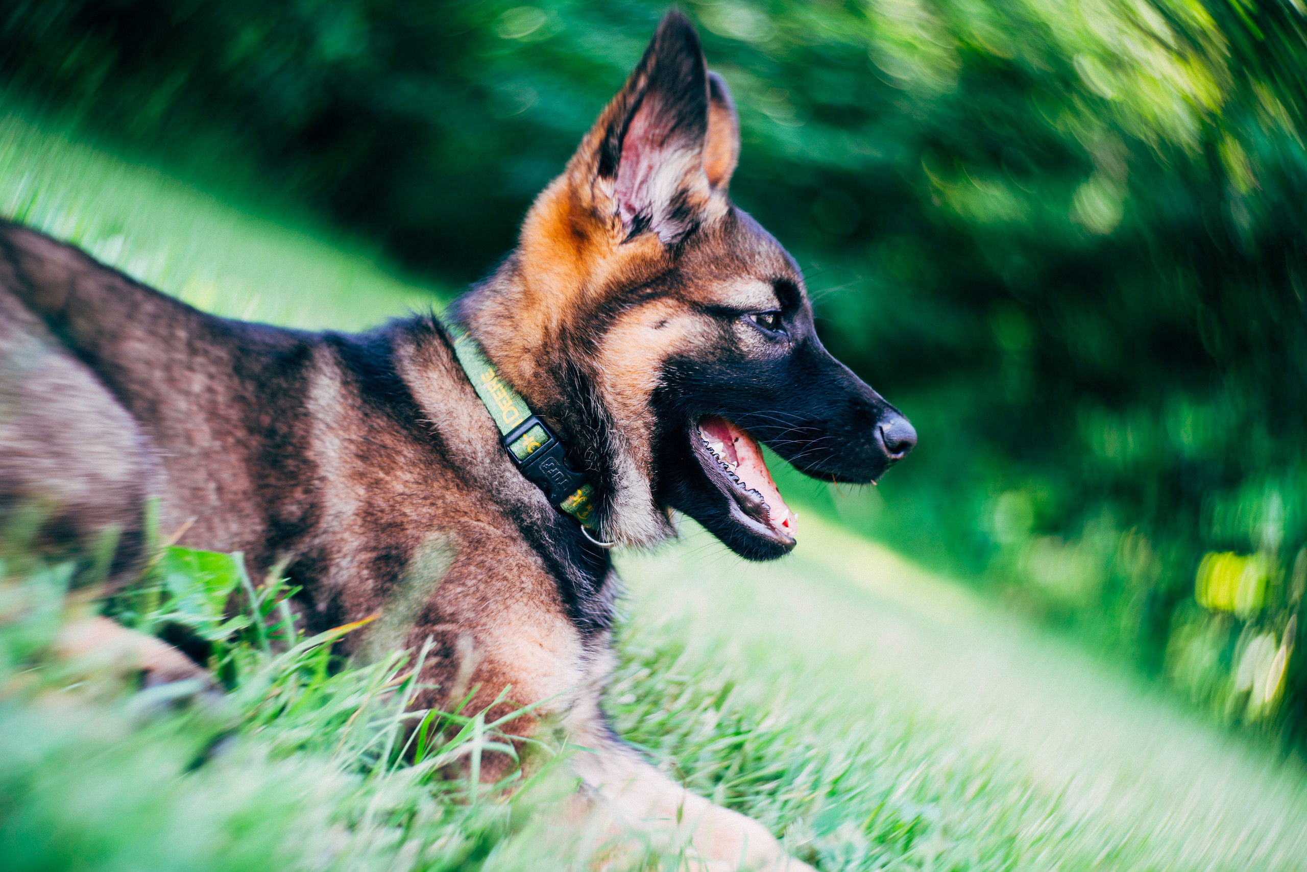 Niedriges Bodenfoto des Hundes