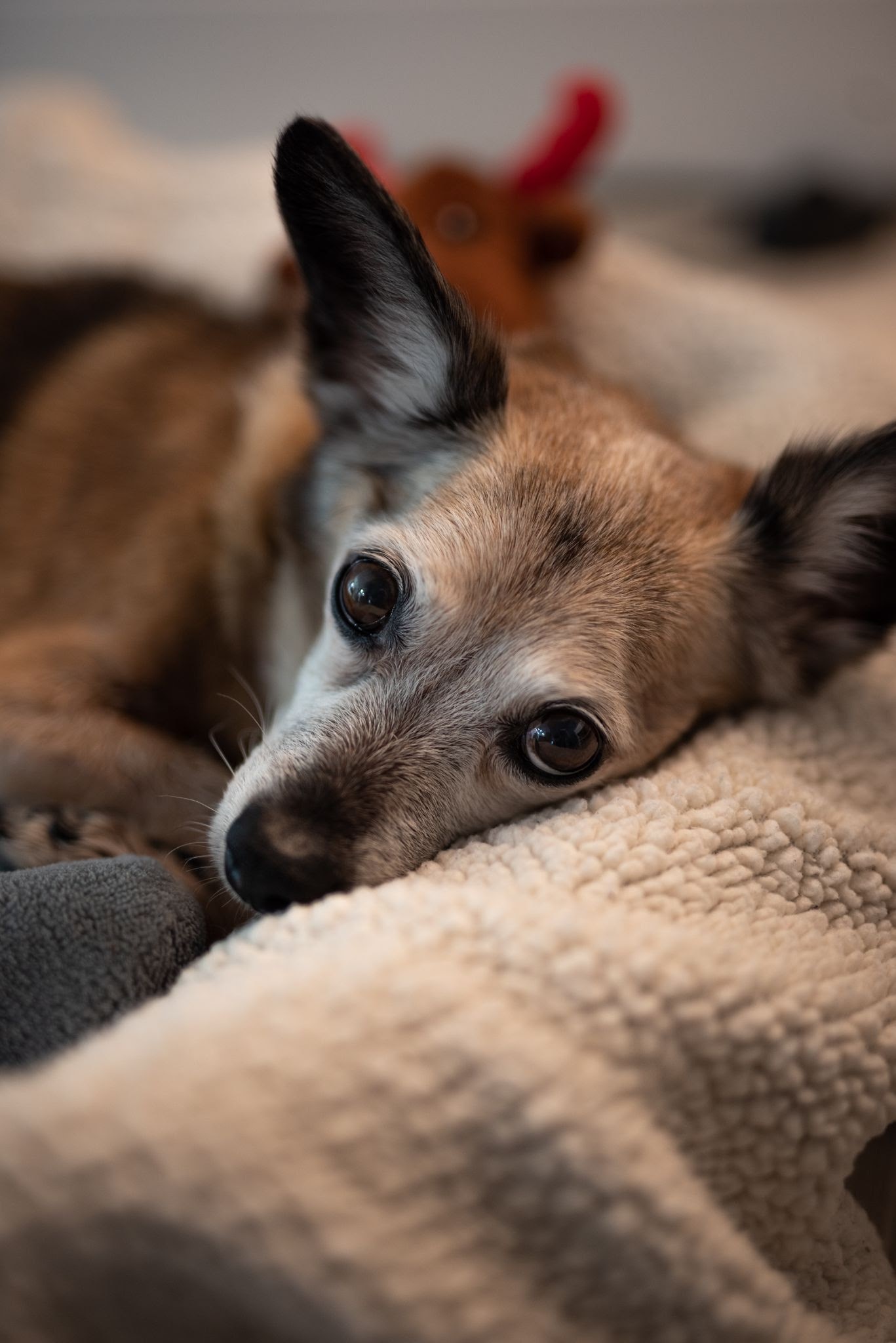 retrato de um cachorro