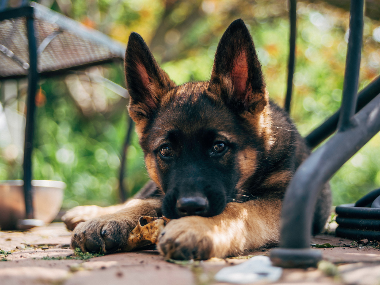 retrato de un perro