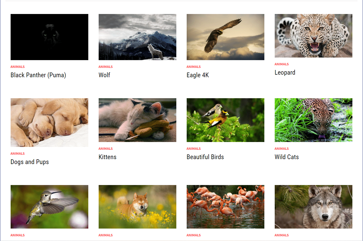 categoria animales | temas gratis de Windows 10