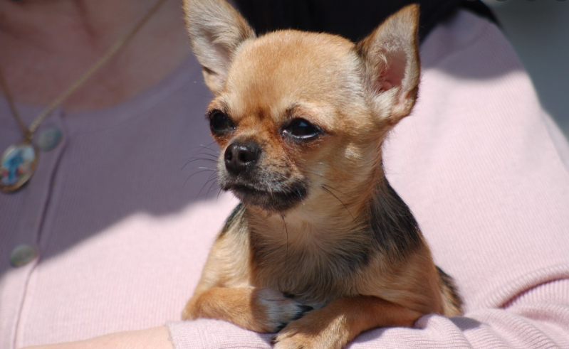 Chihuahua