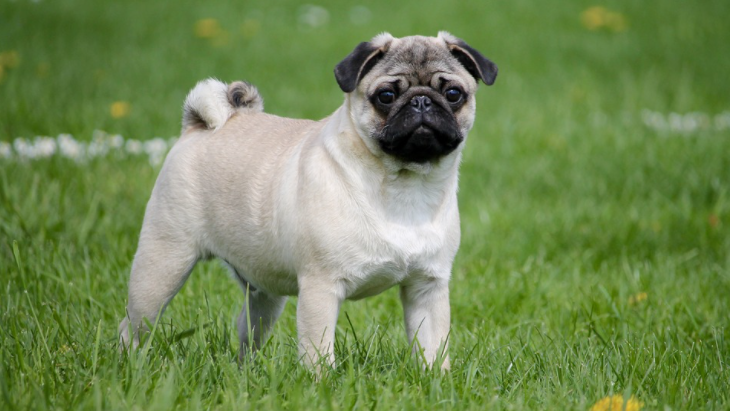 Pug