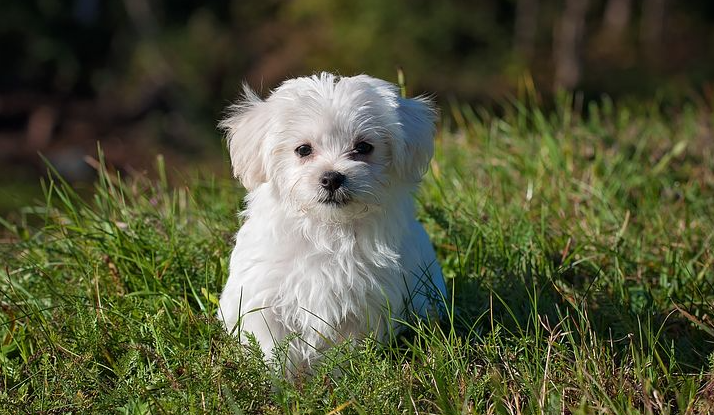 Raças de cães pequenos na Índia