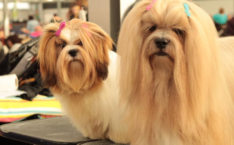 Lhasa Apso