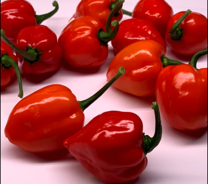 Piment Habanero rouge Savina