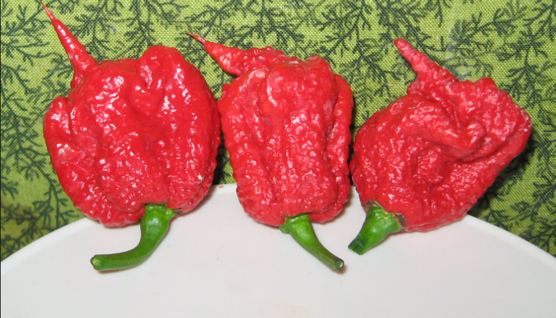 Carolina Reaper le piment le plus chaud du monde