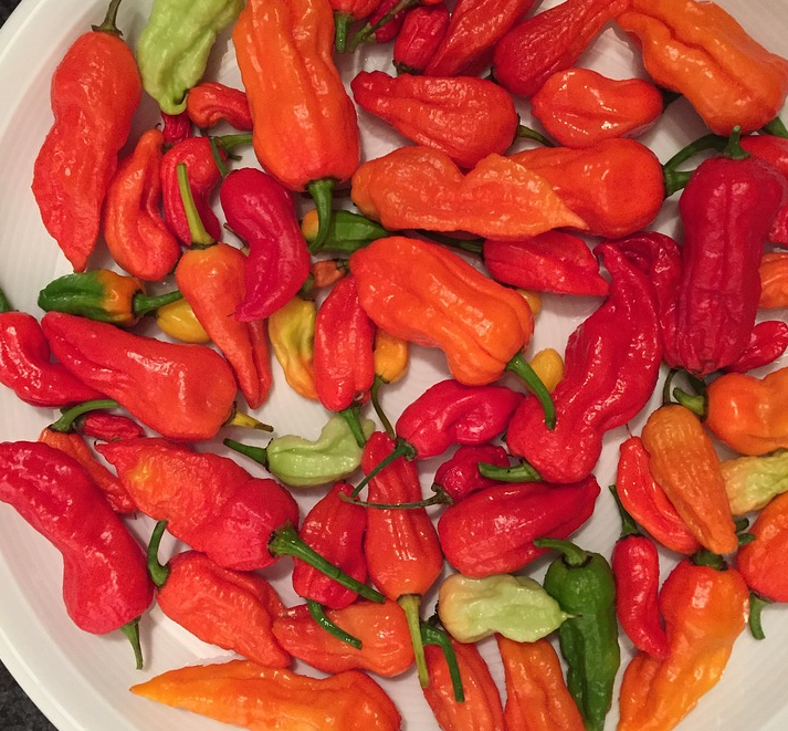 Piment Bhut Jolokia