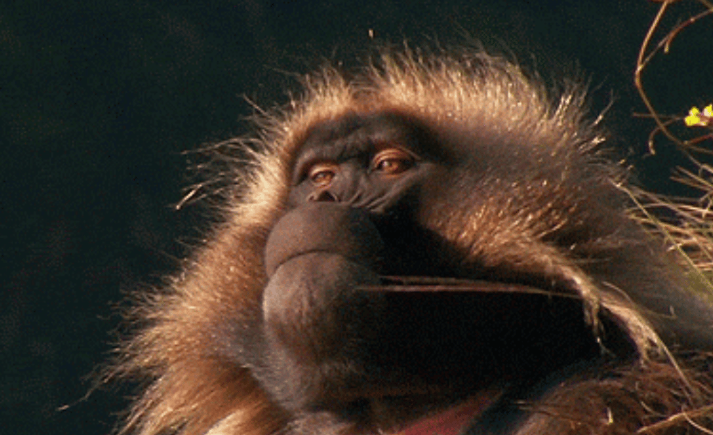 scimmia più fredda | Il web e i siti inutili per la noia