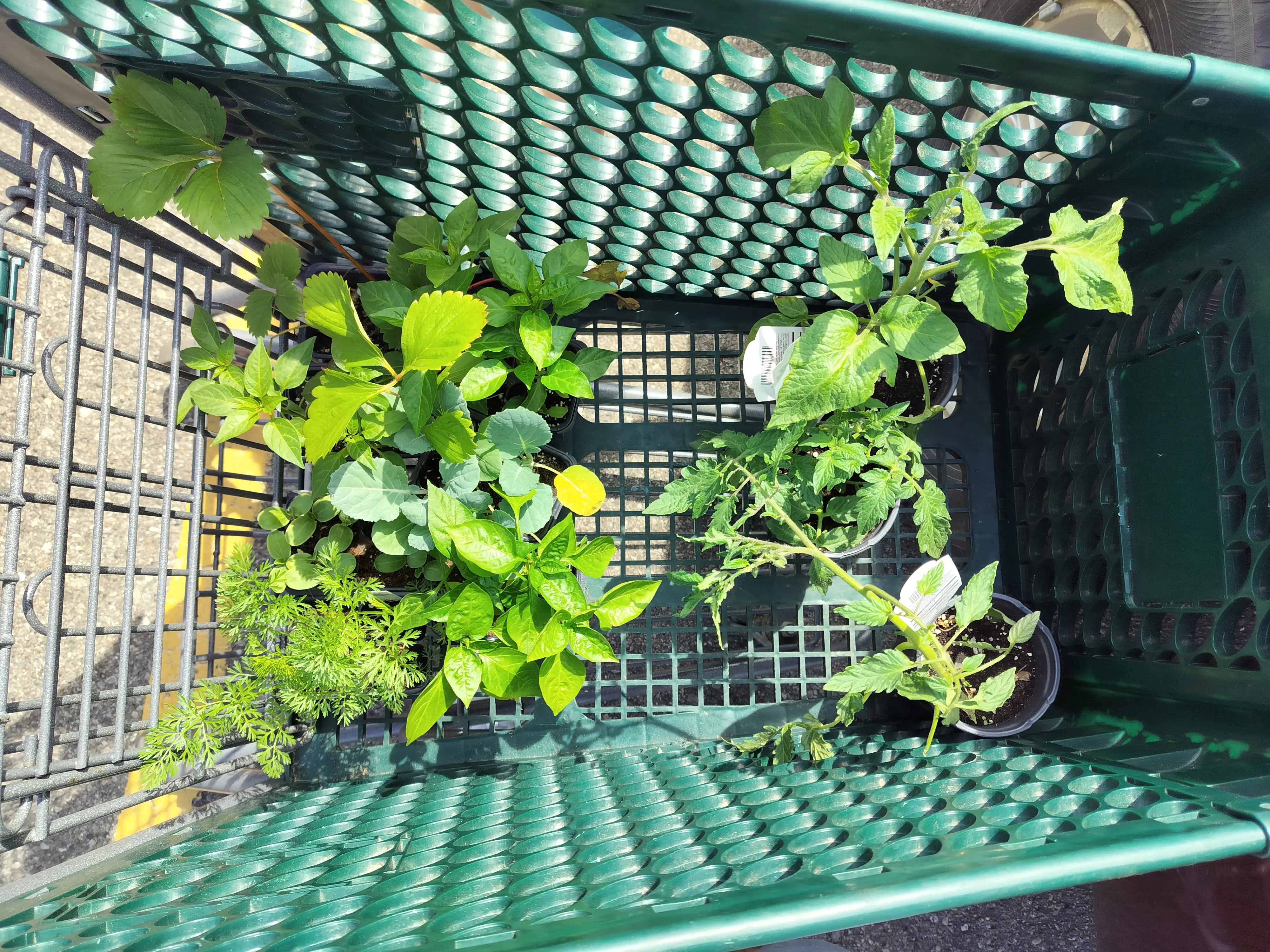 Plantas en un carrito de compras