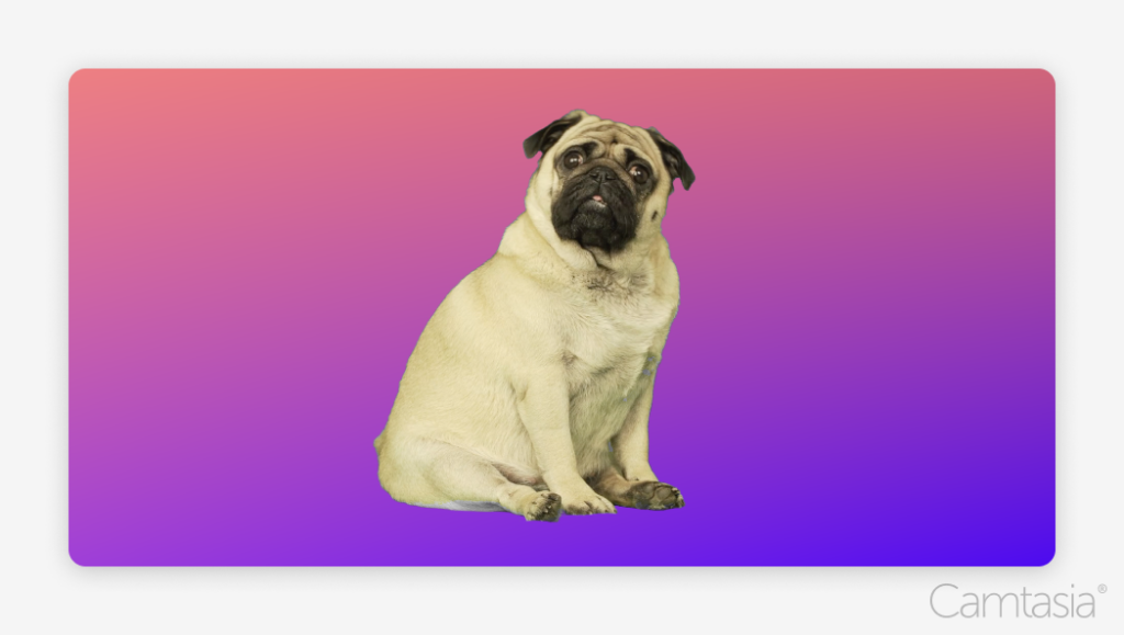 A imagem de um cachorro e o fundo foram substituídos por um gradiente de cores